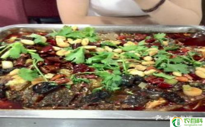 什么鱼烤好吃(烤鱼美味诱人）