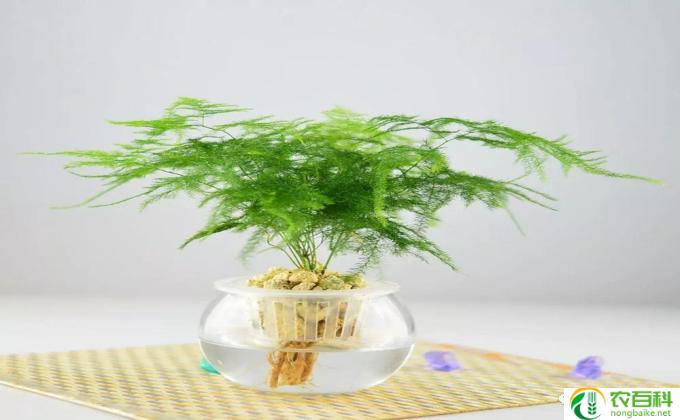 文竹花怎么培养(文竹护理法）