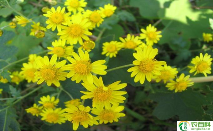 野菊花怎么养(野花保养攻略）