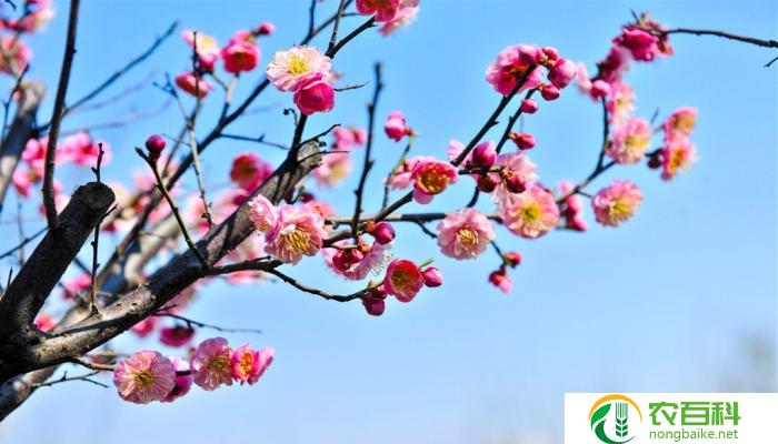 梅花比喻哪一类人（坚韧不拔的品质）