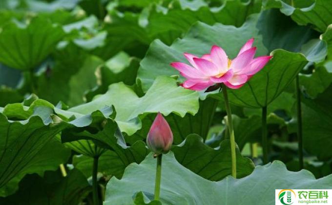 睡莲花怎么用药(睡莲花的药用价值）