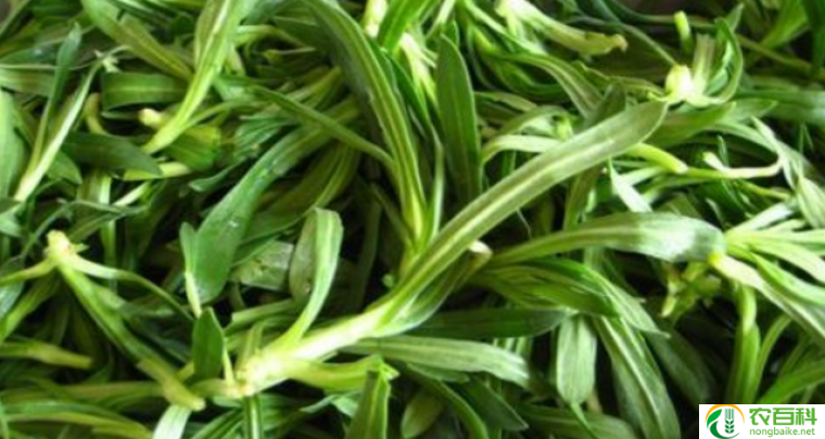 野菜扫帚菜的图片（美味与营养并存）