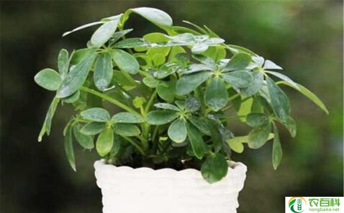 桂竹香怎么养(如何养护桂竹香?)