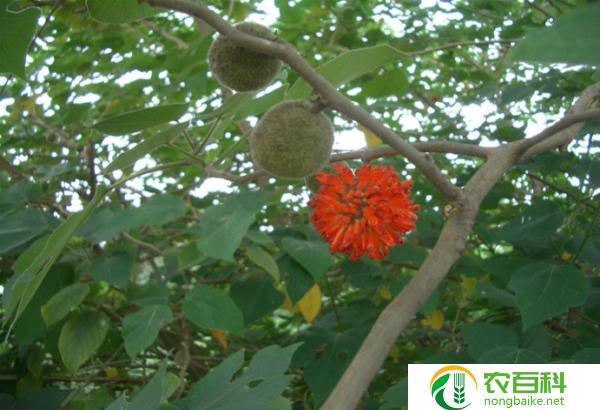 大门口两边最旺宅的树(提升财运与健康的秘密)