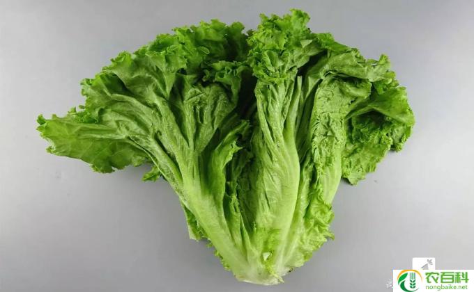 生菜怎么插种(种植生菜的方法）