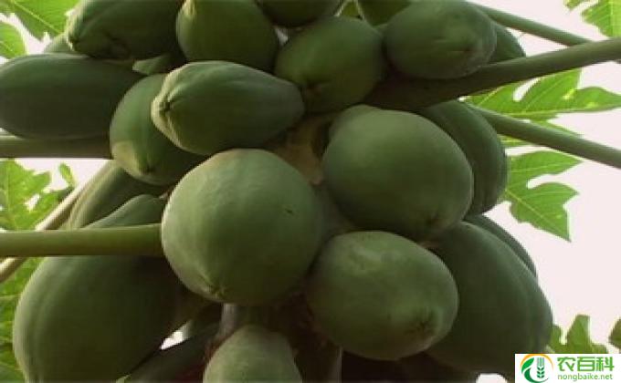 佛手果怎么才能坐果牢(佛果高产技巧)