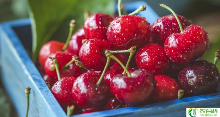 车厘子是放冷藏还是冷冻(车厘子的储存方式冷藏还是冷冻？)