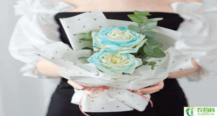 碎冰蓝玫瑰花语（冷静与希望的象征）