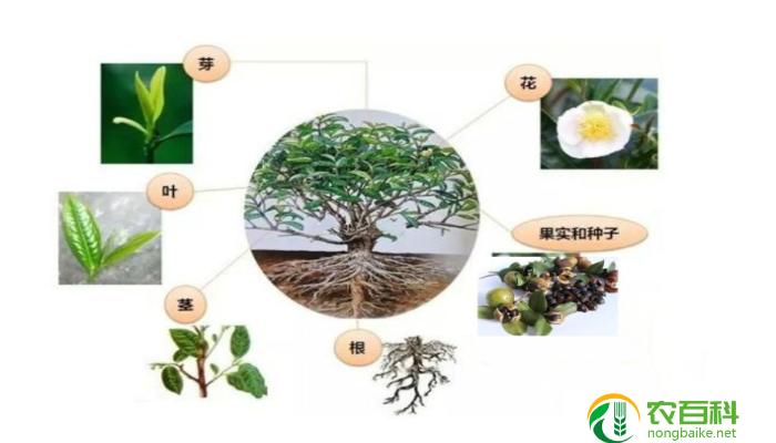 植物根毛吸水细胞液浓度高吗（解析植物根毛吸水细胞液浓度的特点）