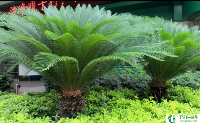 怎么栽铁树(栽种铁树的方法)