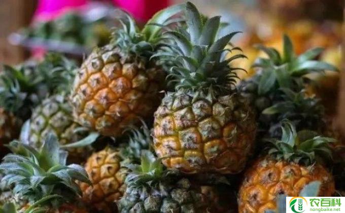 植物凤梨怎么养植(凤梨养植技巧）