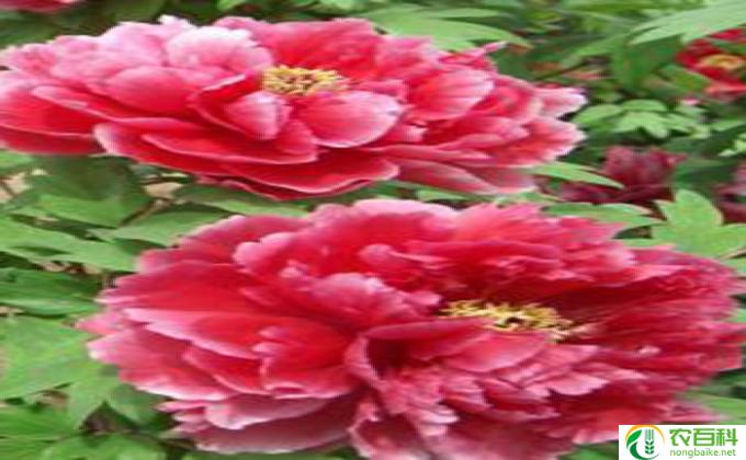 牡丹怎么绑(如何绑扎牡丹花)