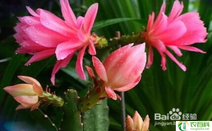 令箭荷怎么授粉(令箭荷的授粉方式）