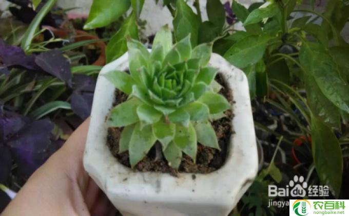 宝莲花怎么移栽(如何移栽宝莲花）