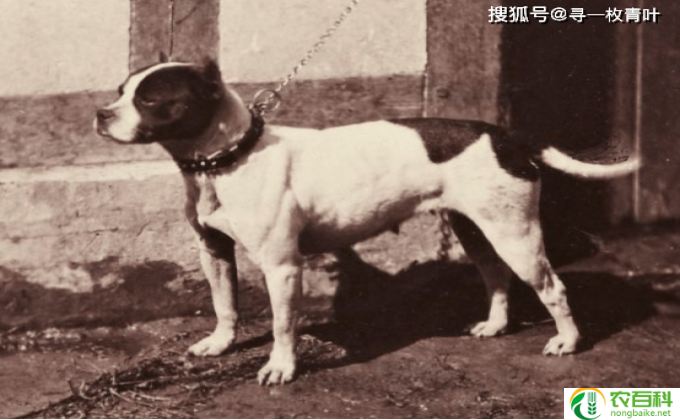 斗狗品种,犬类搏斗之狙击手