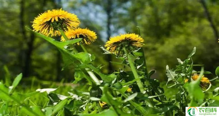 金盏菊泡水喝的功效（促进消化、缓解焦虑和改善睡眠）