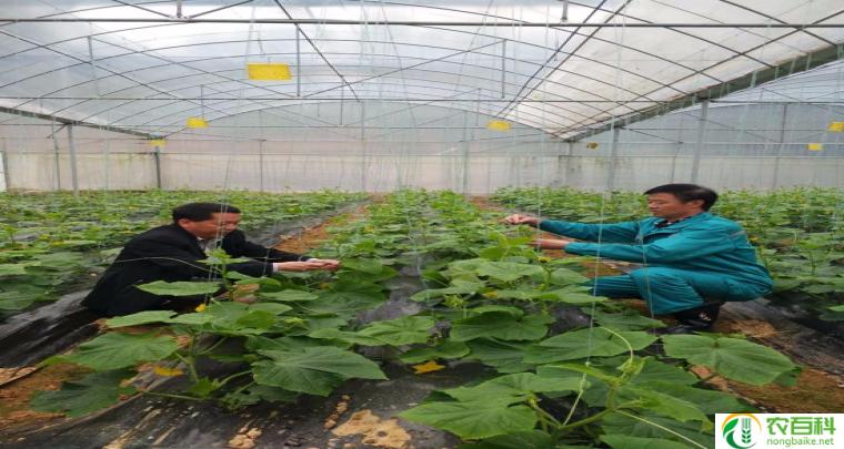 蔬菜大棚图片大全大图（探索多样化的农业种植技术）