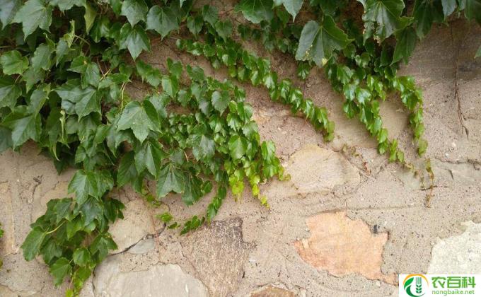 爬山虎怎么种植方法(爬山虎种植秘诀)