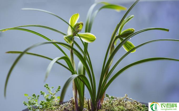 兰花怎么修剪好看(兰花修剪要点(7个字))