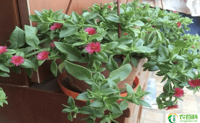 牡丹吊兰怎么种植(种植牡丹吊兰的方法如下：）