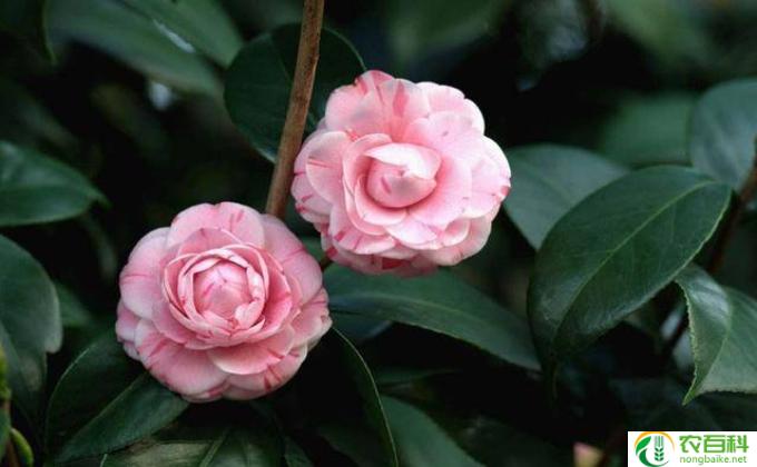 金茶花怎么养(金茶花养护小技巧）