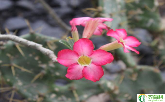沙漠玫瑰怎么找(如何寻找沙漠玫瑰）
