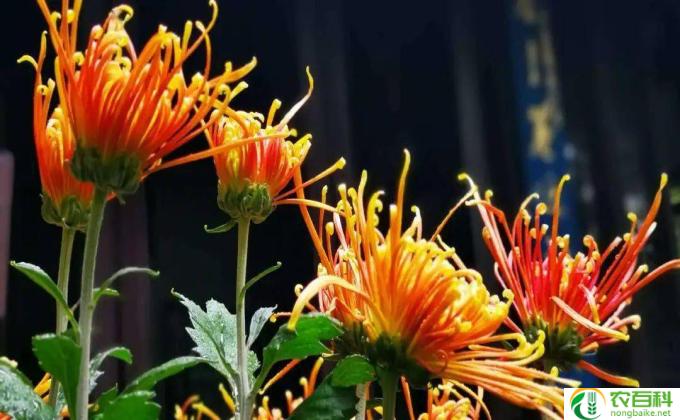 月月菊花怎么剪(月月艾菊，艺剪技法）