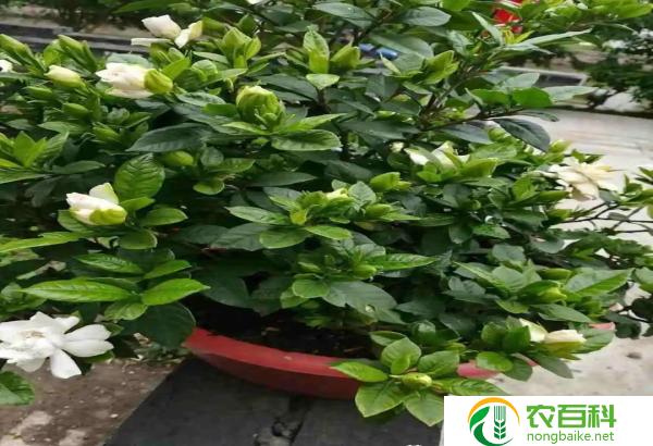 7—8月开花流蜜的植物(夏季蜜源丰盛的花卉与植物)