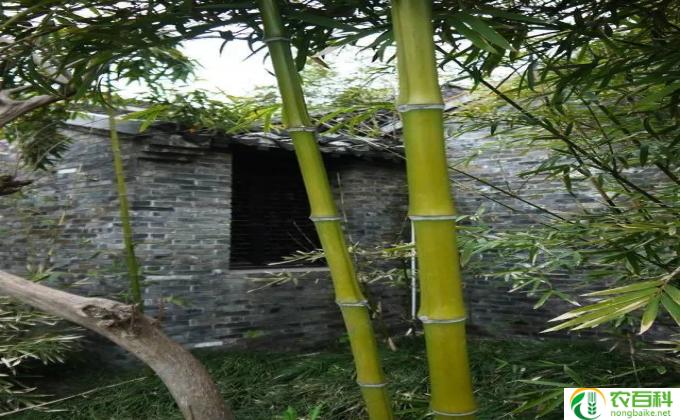 竹子怎么养修剪(怎样养护竹子 美观有技巧）