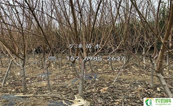 冬天树苗怎么过冬(如何保护冬季树苗）