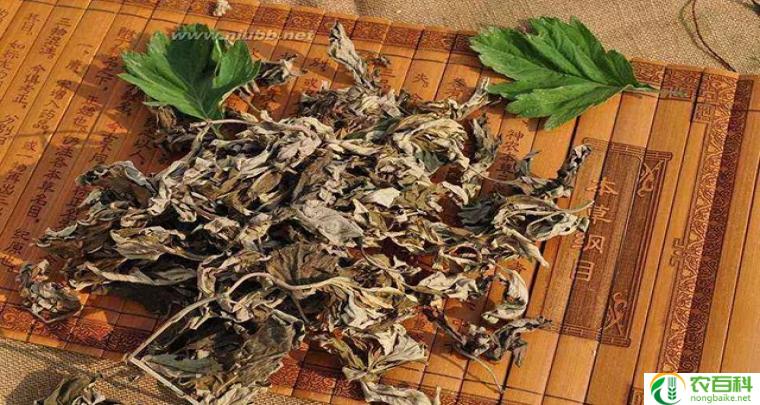 艾草籽长什么样图片（揭示艾草籽的外观特征）
