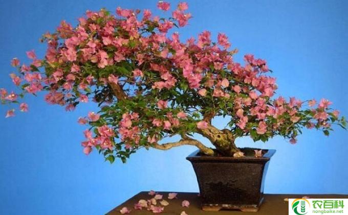 三角梅掉花是怎么回事(花的失落）