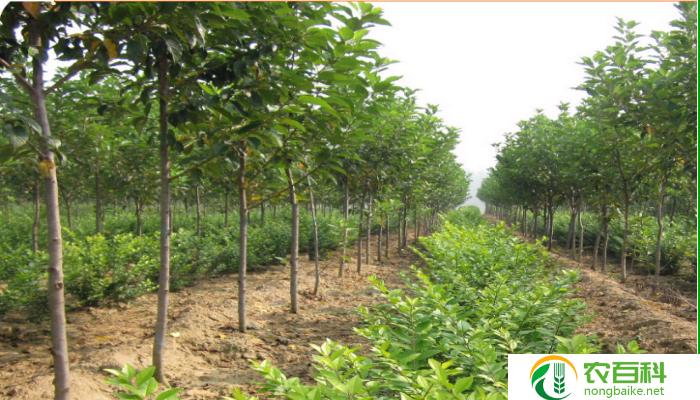 樱花的样子和特点描写（粉色的花海，柔美娇羞）