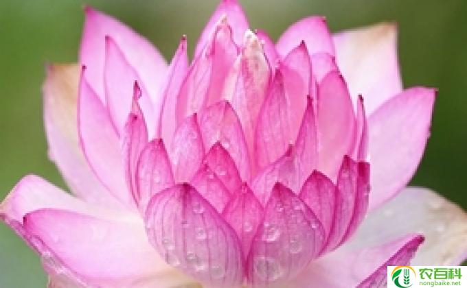 种月季怎么浇水(浇水技巧）