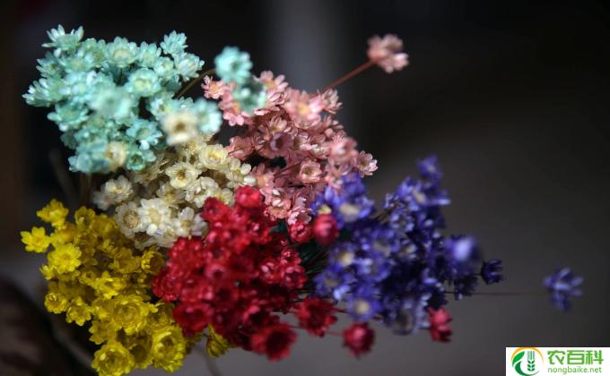 干花薰衣草怎么放(怎样存放干燥薰衣草）