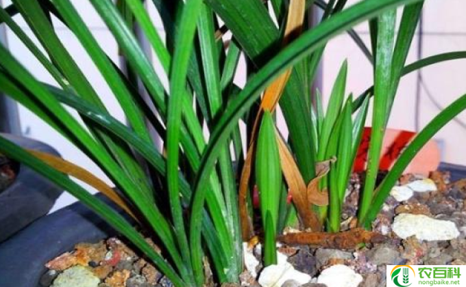 家养植物怎么施肥(家养植物施肥技巧)