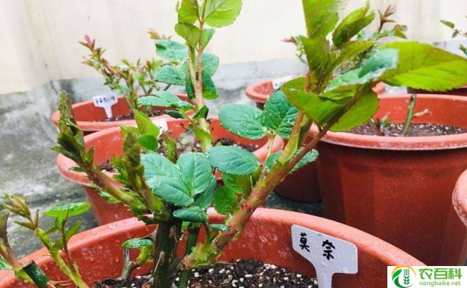 买花苗怎么养(花苗护理小贴士）