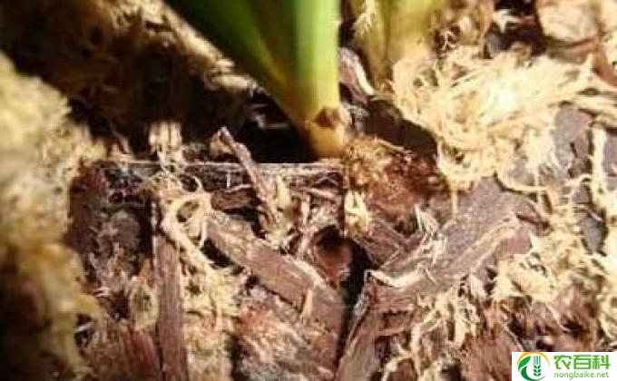 柳怎么养(如何养护柳树)