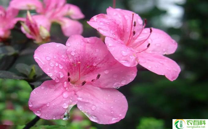 杜鹃花怎么栽(杜鹃花栽培小技巧：）