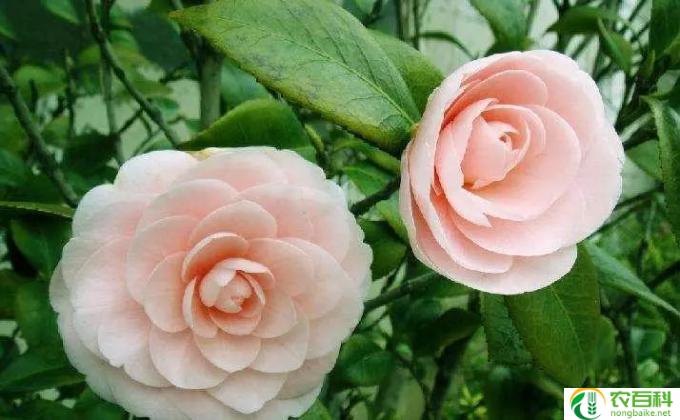 茶花夏天怎么养开花吗(茶花夏天生长方法指南）