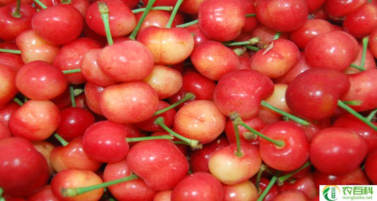 硬佳红大樱桃品种介绍（特点与产地）