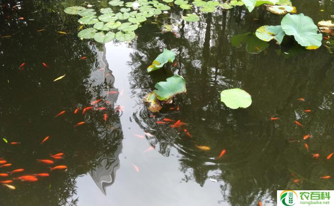 怎么挽救转运竹(挽救转运竹的方法）