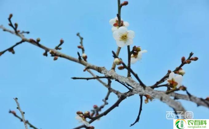 山杏怎么嫁接梅花(山杏嫁接梅花)