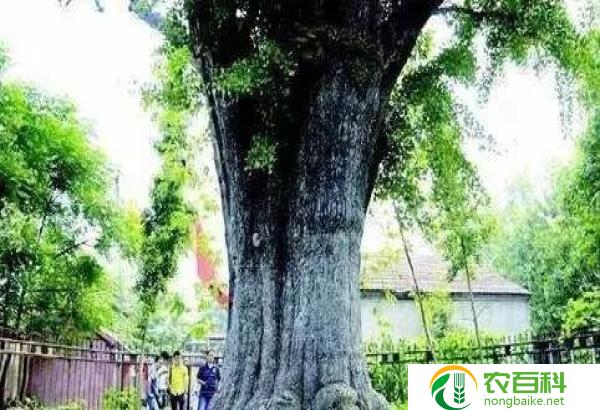 拓木树别名(了解拓木树的其他名称)