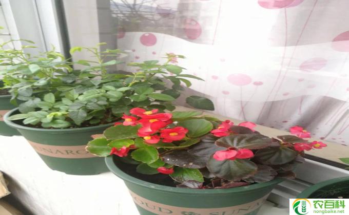 春节花怎么浇水(春节花浇水的技巧）