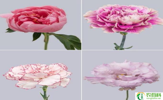 鲜切花品种图册（花卉选择指南）