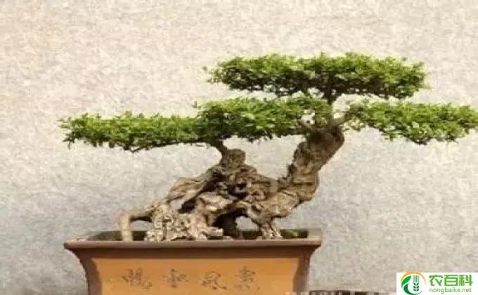 梨树盆景怎么养(梨树盆景养护法）