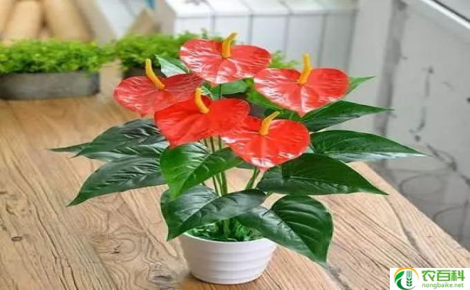 盆栽红掌怎么养(盆栽红掌养成秘籍）