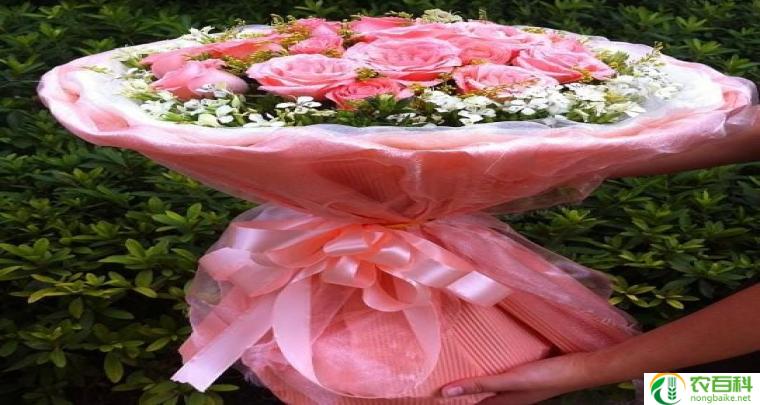 粉色康乃馨花语送女友(浪漫表白的最佳选择)