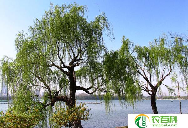 垂柳是什么季节开花的（春天的花海）